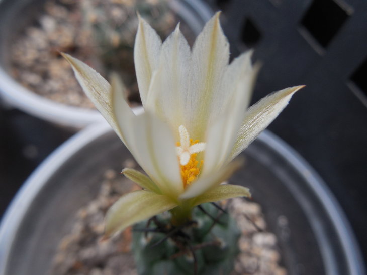 Turbinicarpus klinkerianus.JPG