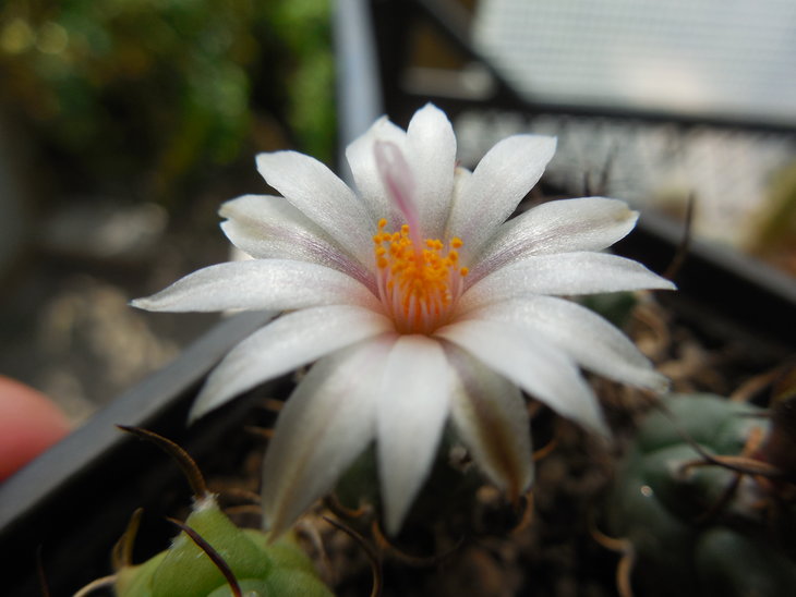Turbinicarpus polaskii_3.JPG