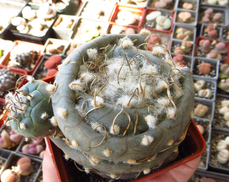 Turbinicarpus polaskii