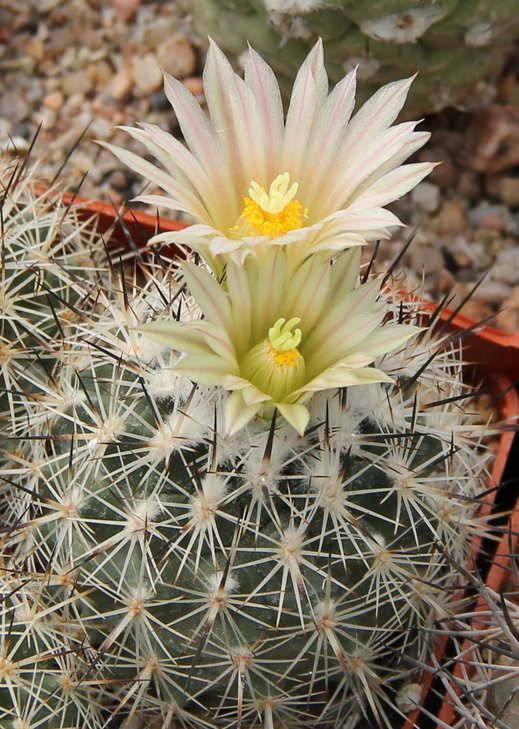 Gymnocactus beguinii albiflorum GM1047  bercht1709.