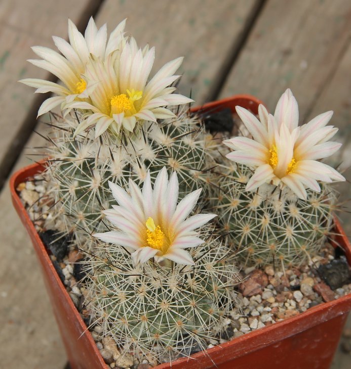 Gymnocactus beguinii albiflorus GM1047