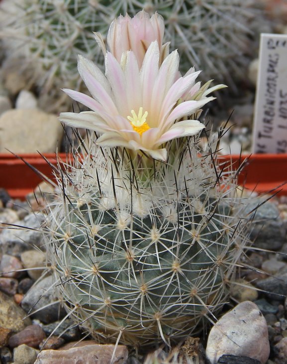 Gymnocactus beguinii albiflorus TCG41102