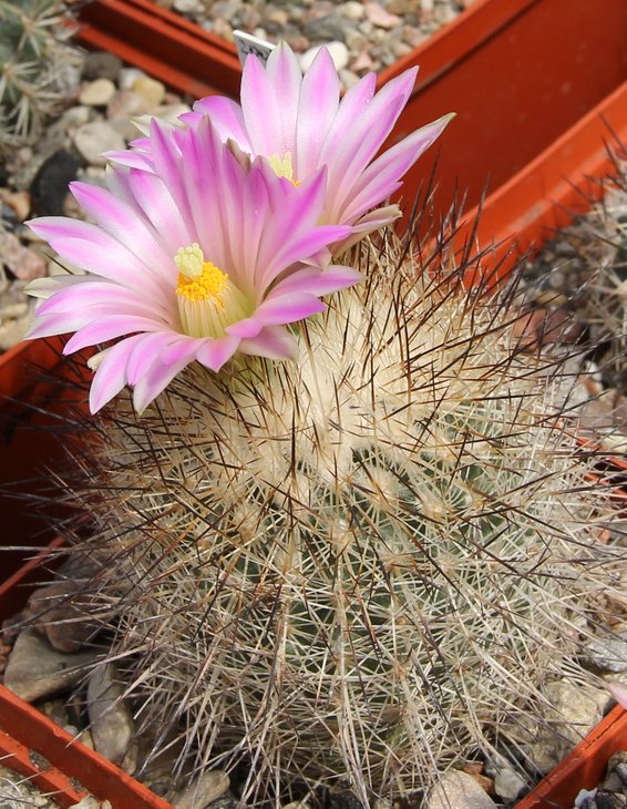 Gymnocactus beguinii francii   MK74.229A
