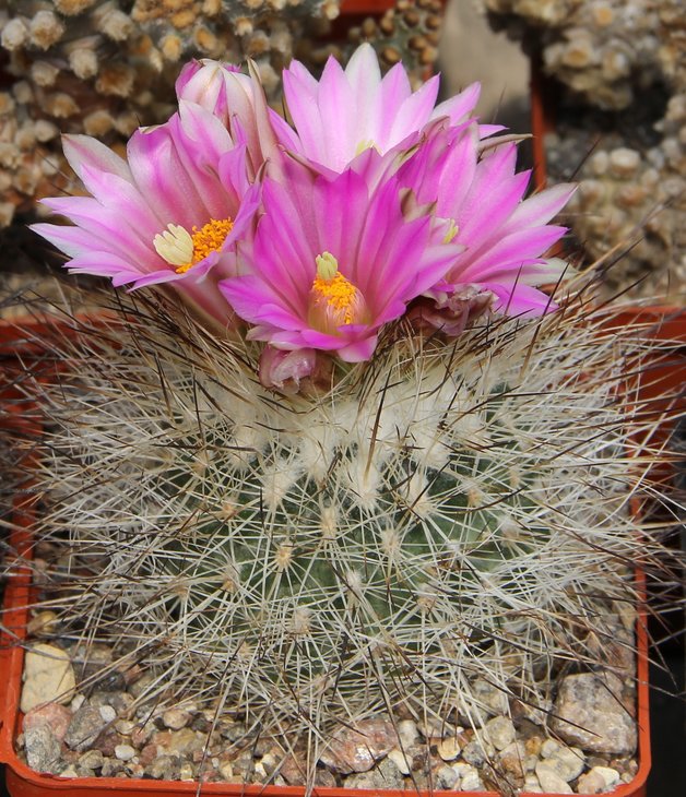 Gymnocactus beguinii francii  n.n.  MZ197  w. of Saltillo-El Chifon Coah.