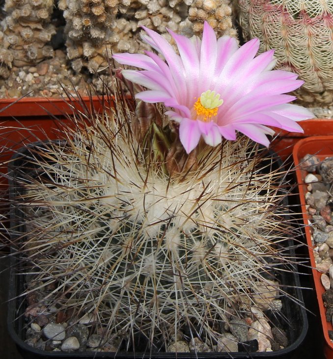 Gymnocactus beguinii francii  n.n.  MZ197  w. of Saltillo-El Chifon Coah