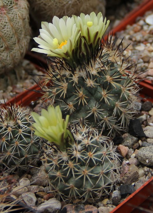 gymnocactus beguinii hintoniorum MN324