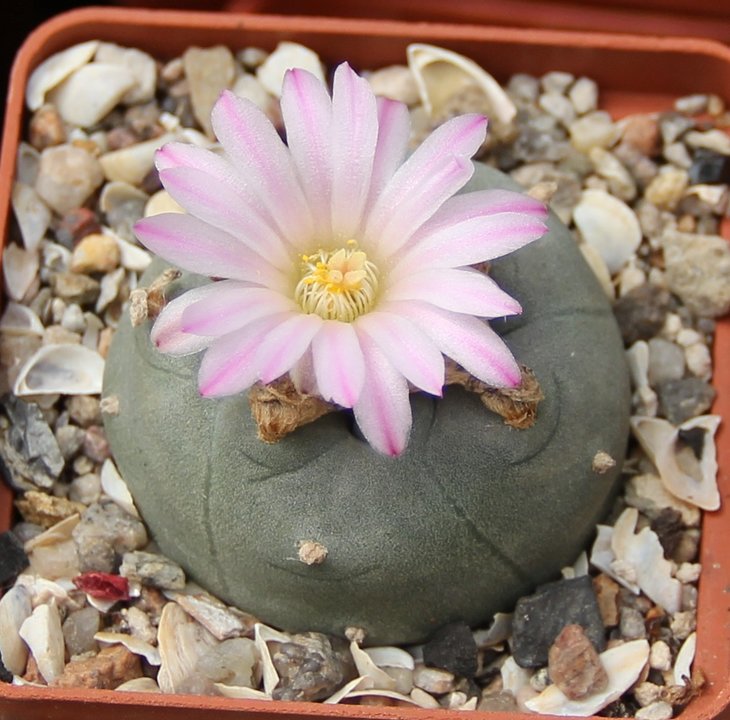 L.sp. розовые цветы