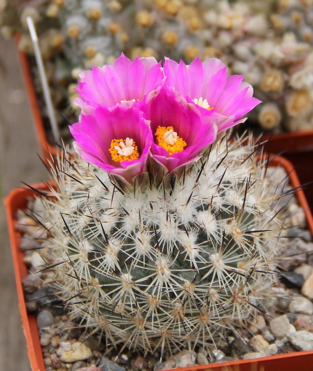 Gymnocactus beguinii senilis RS550