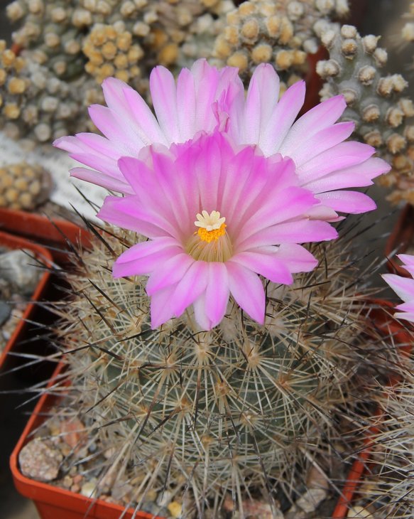 Gymnocactus beguinii senilis RS550