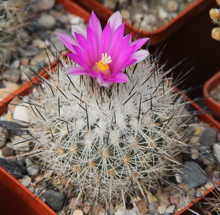 Gymnocactus beguinii senilis RS550