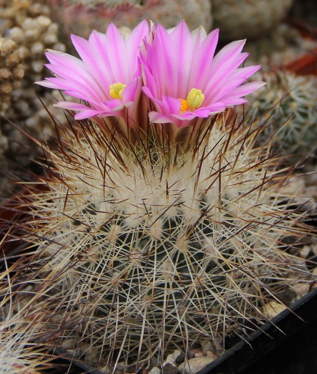Gymnocactus beguinii senilis francii MZ197