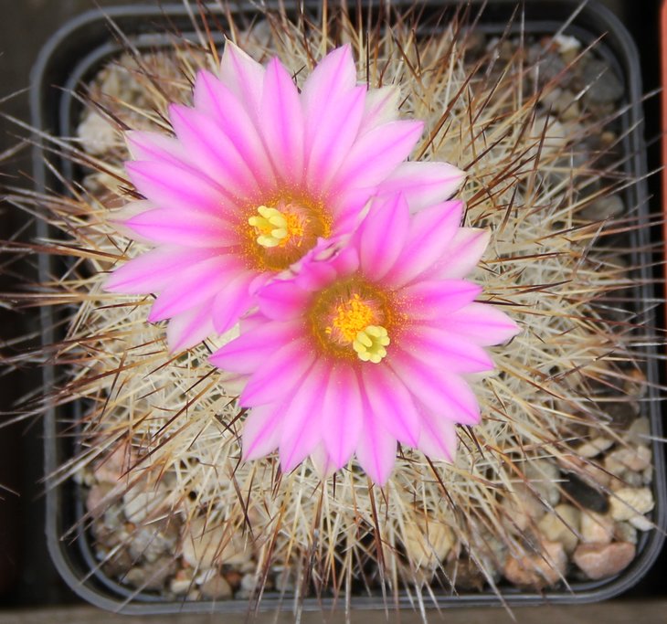 Gymnocactus beguinii senilis francii MZ197