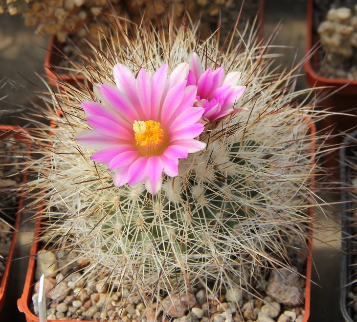Gymnocactus beguinii senilis francii MZ197