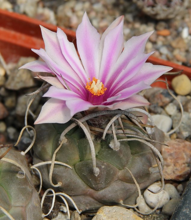 Turbinicarpus ellisae MZ449 (schwartsii roseflorum)
