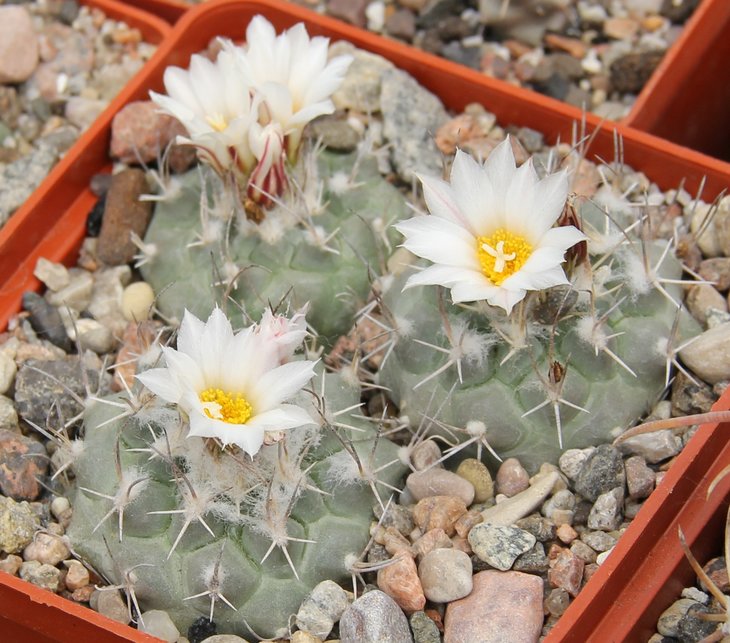 Turbinicarpus hoferi MK42.145.