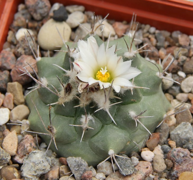 Turbinicarpus hoferi MK42.145.
