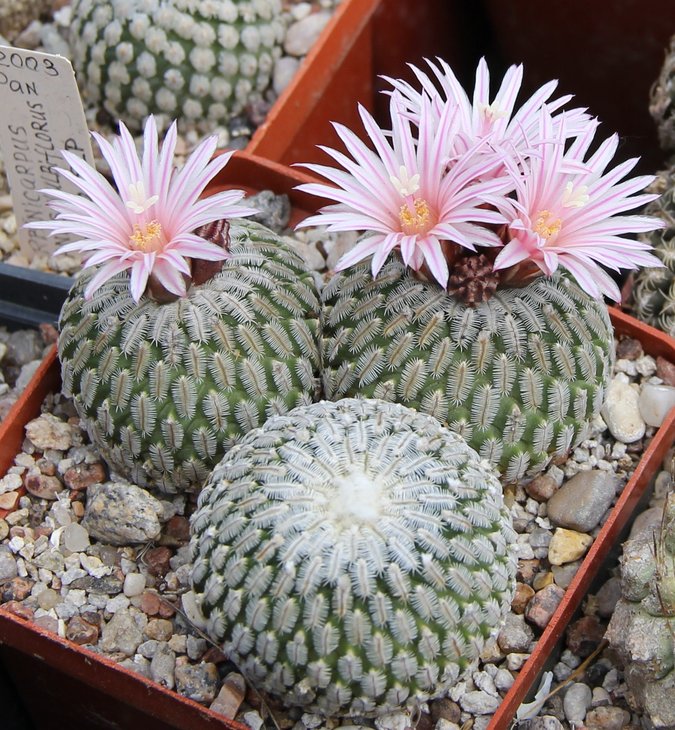 Turbinicarpus pseudopectinatus