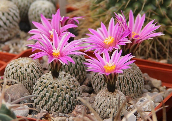 Turbinicarpus pseudopectinatus jarmilae MK40.315 La Escondidoa N.L...