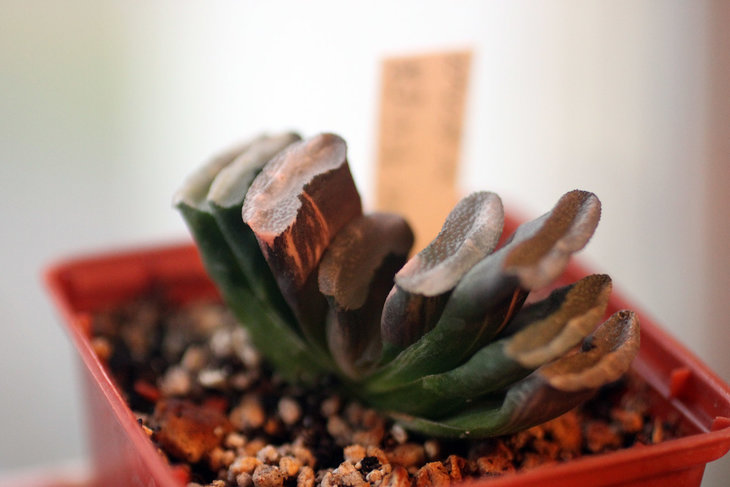 Японская вариегатная Haworthia truncata