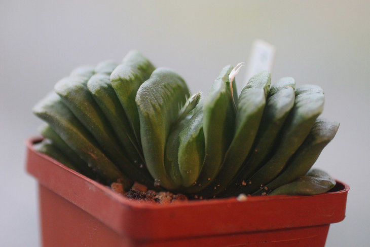 Haworthia cv. Lime Green
