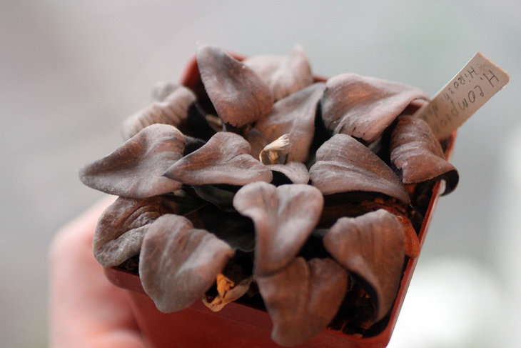 Haworthia comptoniana, Japan, Hiroshi Nakatani (такая тёмная, что подумал вначале, что это bayeri)