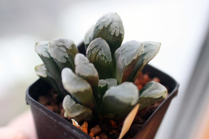 Haworthia truncata x pygmaea