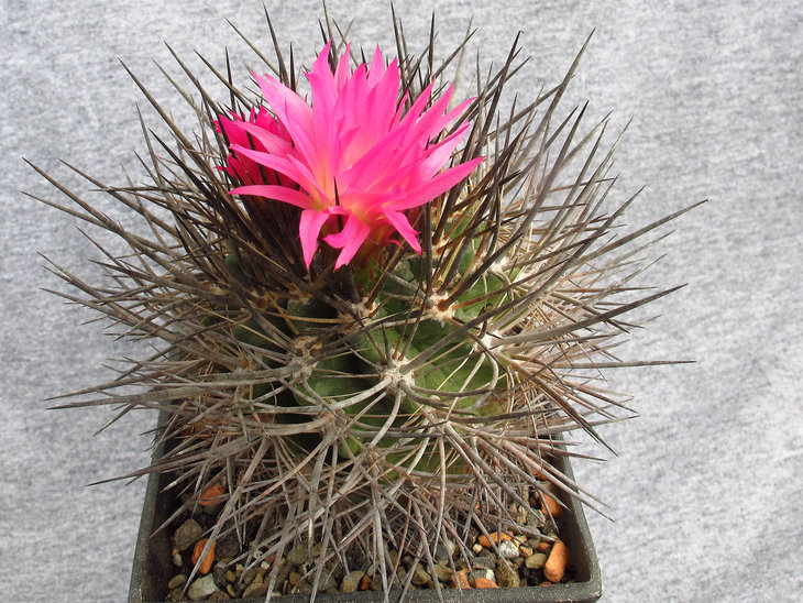 Neoporteria subgibbosa v.nigrihorrida
