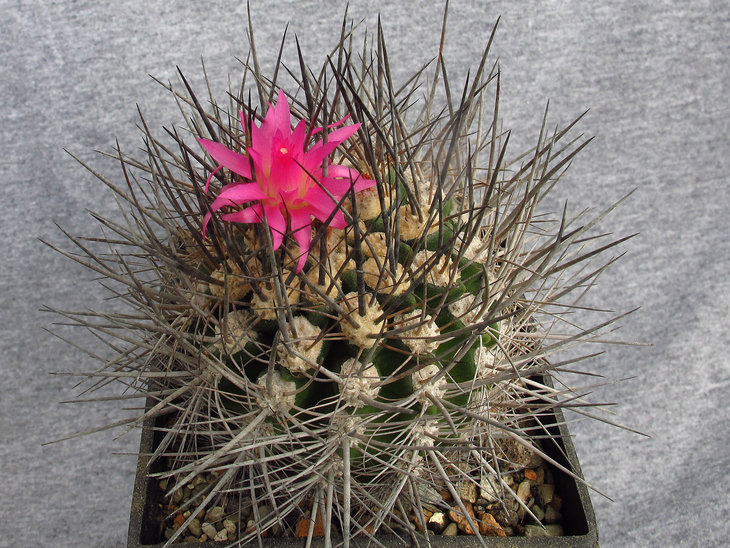 Neoporteria subgibbosa v.nigrihorrida
