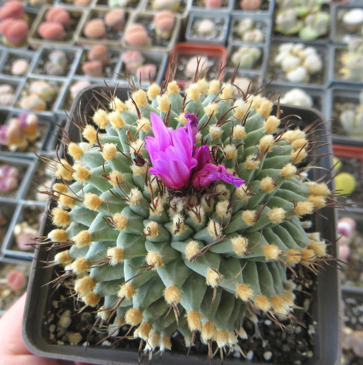 Turbinicarpus alonsoi