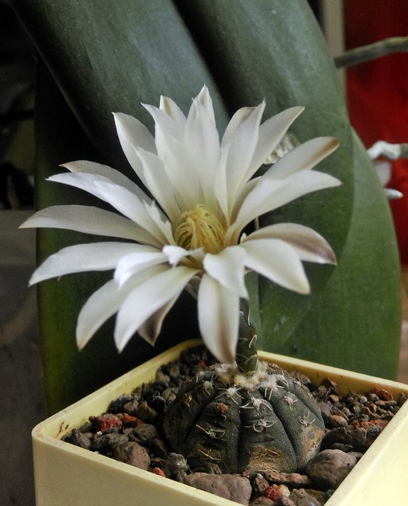 Gymnocalycium ragonesei L 472 (V_2017).jpg