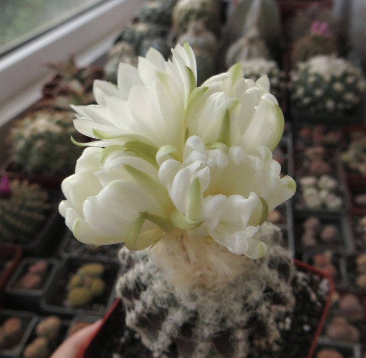Discocactus horstii