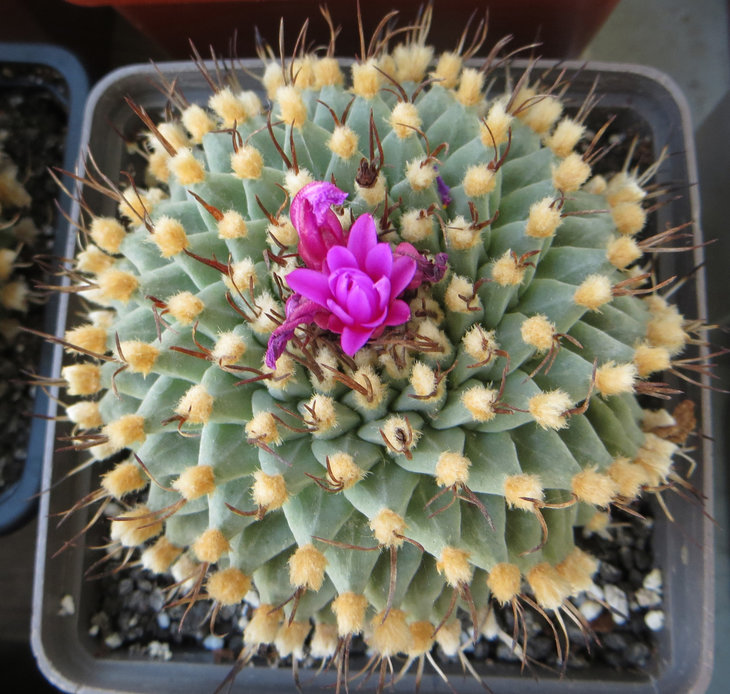 Turbinicarpus alonsoi