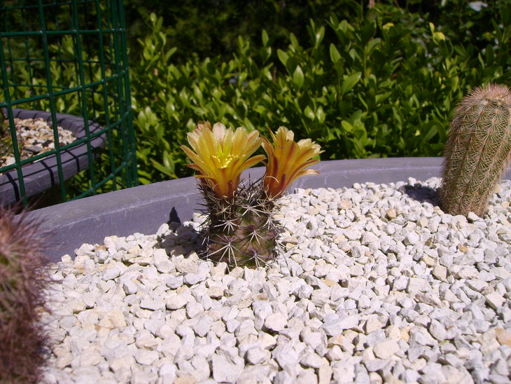 Echinocereus viridiflorus davisii (1).JPG