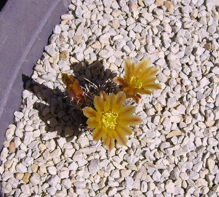 Echinocereus viridiflorus davisii (2).JPG