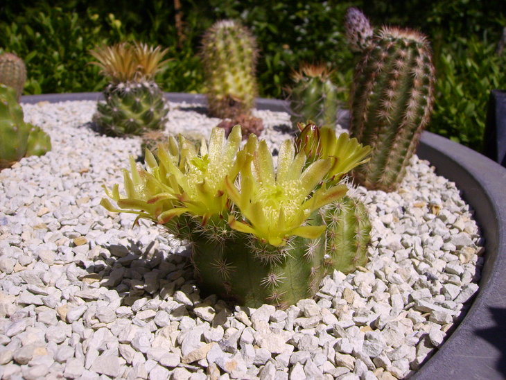Echinocereus viridiflorus spinosior (1).JPG