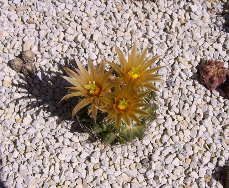 Escobaria missouriensis (2).JPG