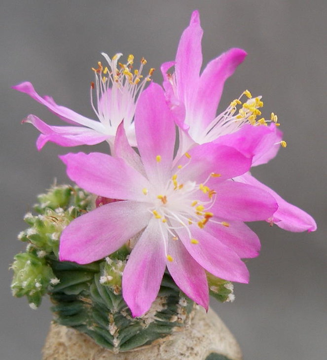 Aztekium valdezii