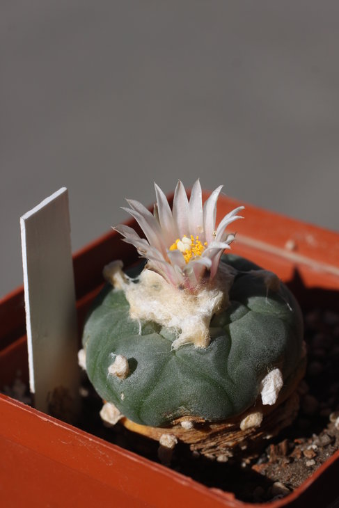 Lophophora koehresii