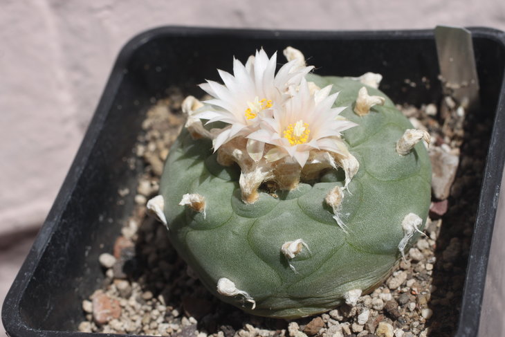 Lophophora koehresii, практически белые цветки