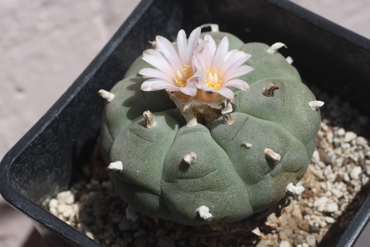 Lophophora williamsii, северная форма