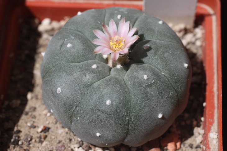 Lophophora williamsii, южная форма