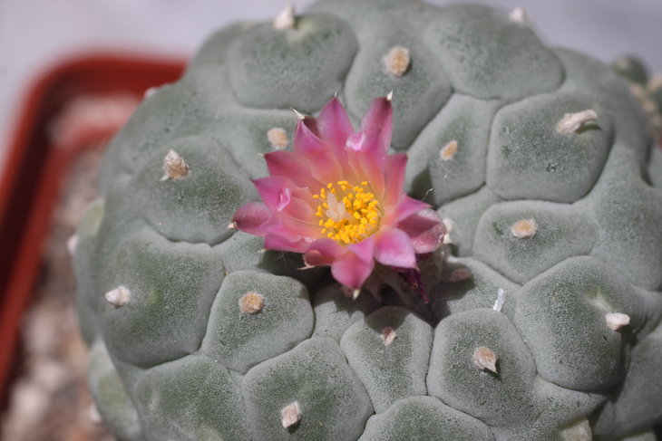 Lophophora fricii