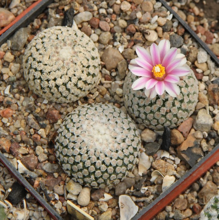 Turbinicarpus valdezianus.