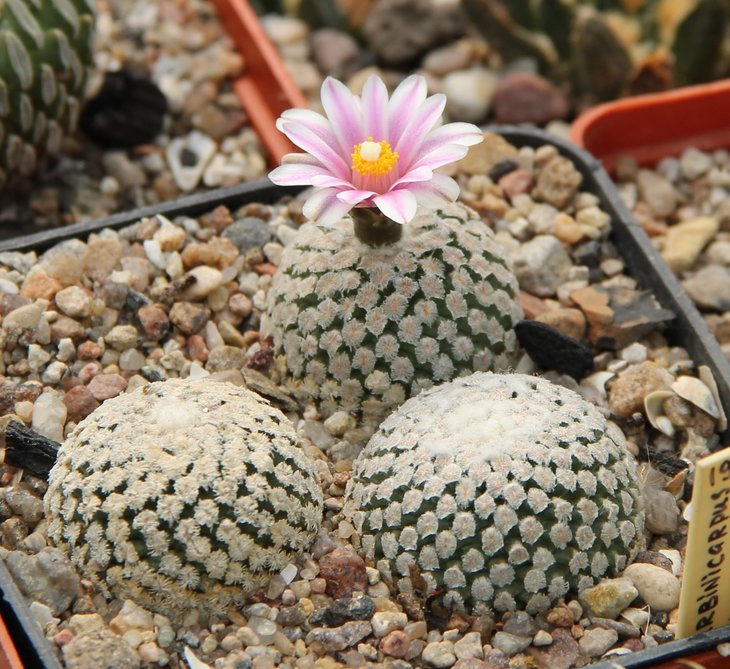 Turbinicarpus valdezianus.