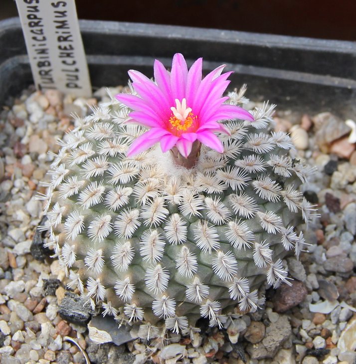 Turbinicarpus pulcherimus KOHRES