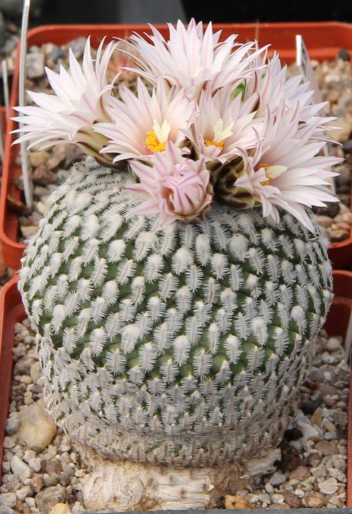 Turbinicarpus pseudopectinatus