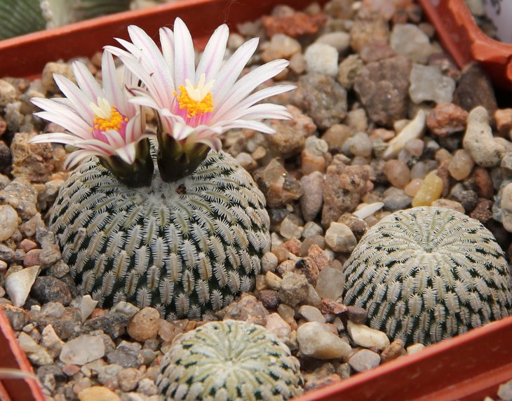 Turbinicarpus pseudopectinatus