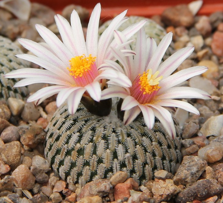 Turbinicarpus pseudopectinatus