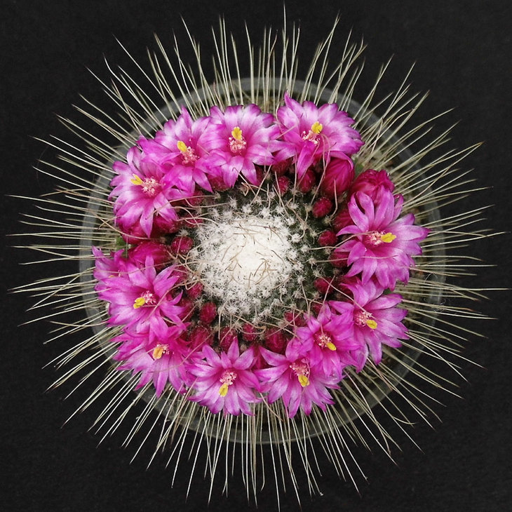 Mammillaria cv. un Pico