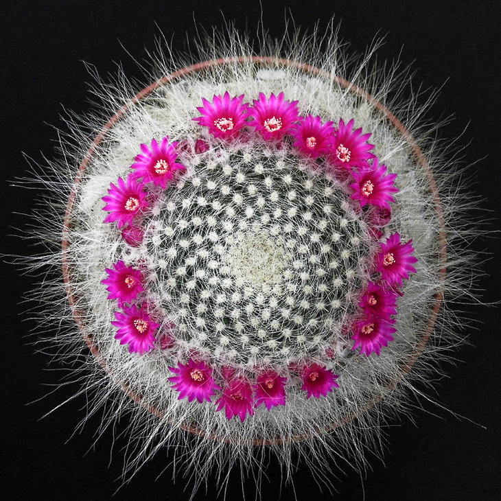 Mammillaria hahniana